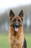 BERGER ALLEMAND 1168